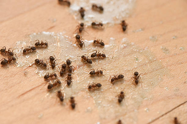 Best Spider Control Near Me  in South Daytona, FL