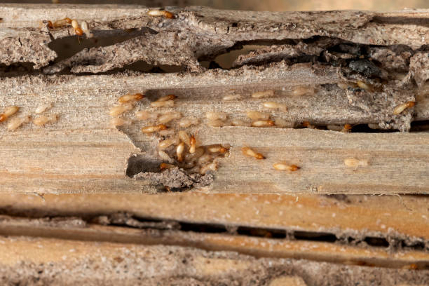 Best Insect Control  in South Daytona, FL
